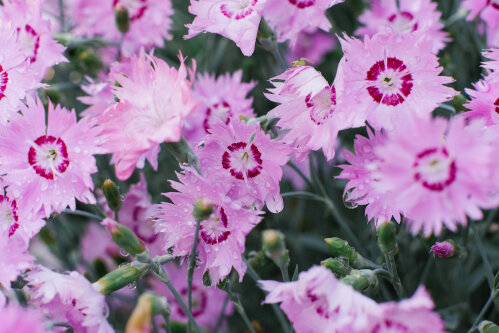 Dianthus Pink Feather